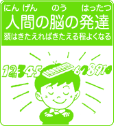 人間の脳の発達